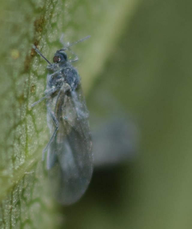 Aphididae: cfr. Pemphigus sp.